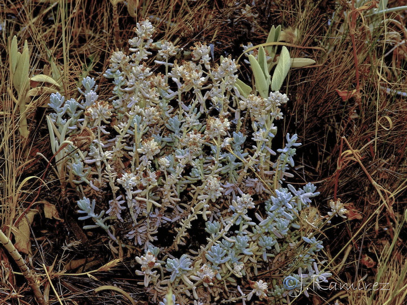 Teucrium similatum.17