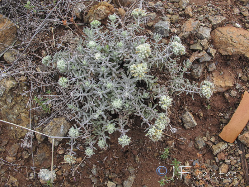 Teucrium similatum.18