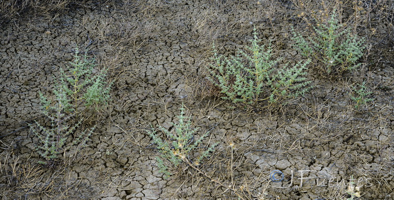 Teucrium spinosum.01