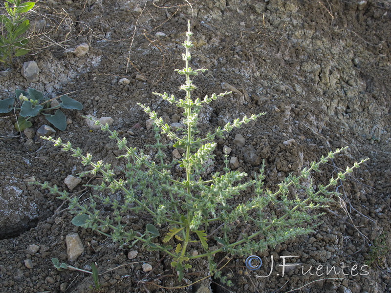 Teucrium spinosum.03