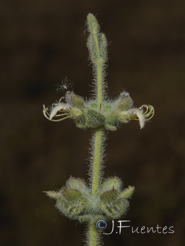 Teucrium spinosum.13