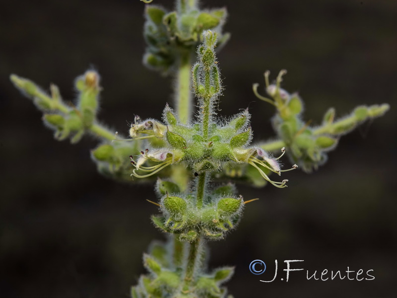 Teucrium spinosum.14