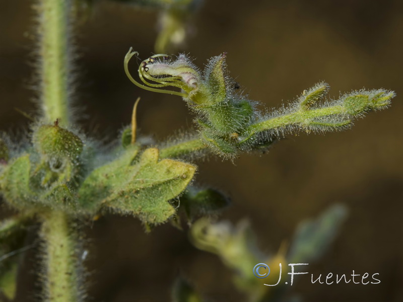 Teucrium spinosum.16