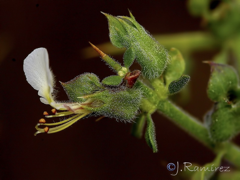 Teucrium spinosum.20