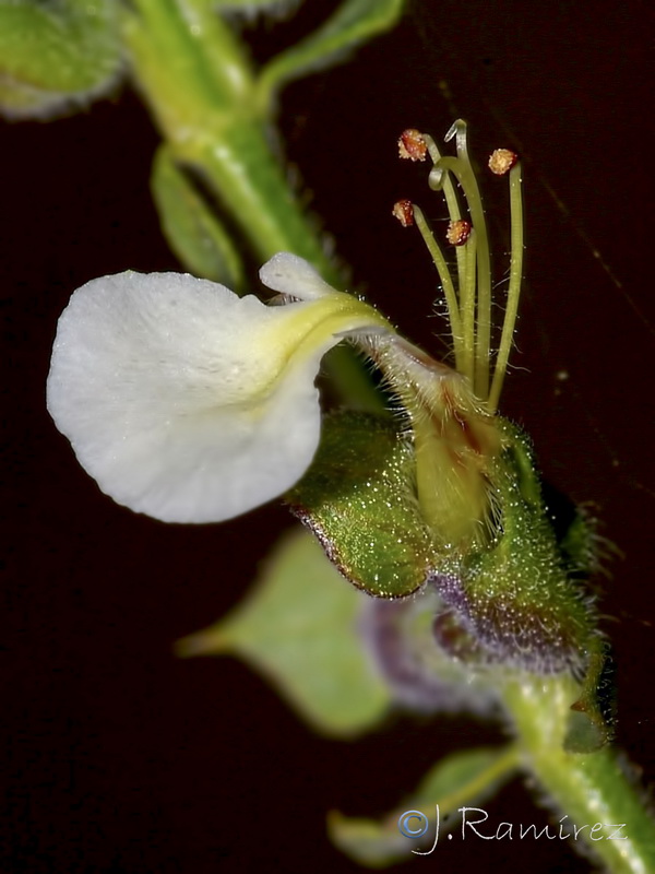Teucrium spinosum.21