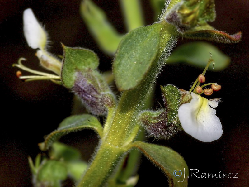 Teucrium spinosum.18