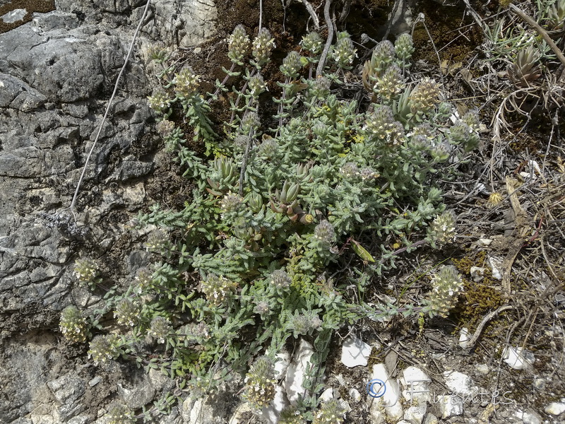 Teucrium teresianum.02