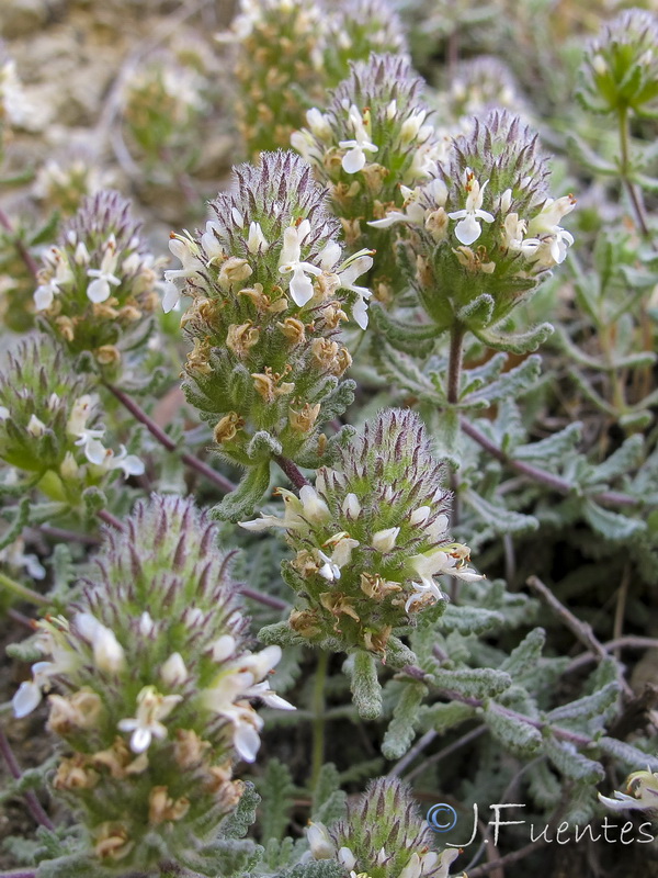 Teucrium teresianum.08