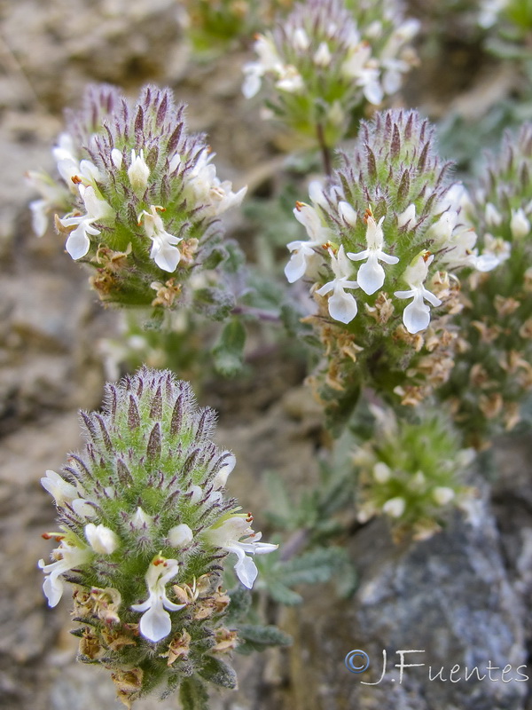 Teucrium teresianum.09