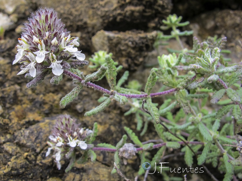 Teucrium teresianum.11