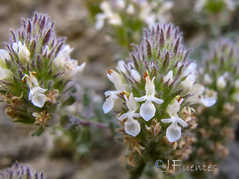 Teucrium teresianum.12