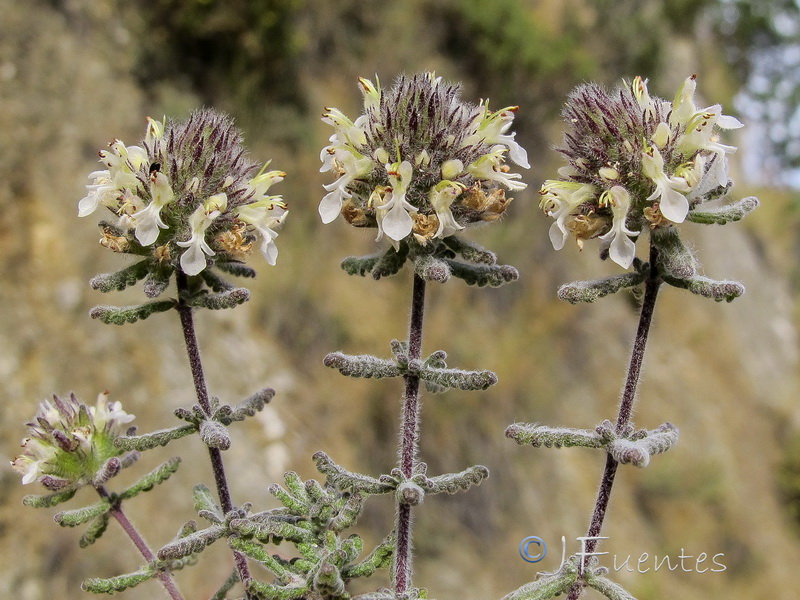 Teucrium teresianum.15