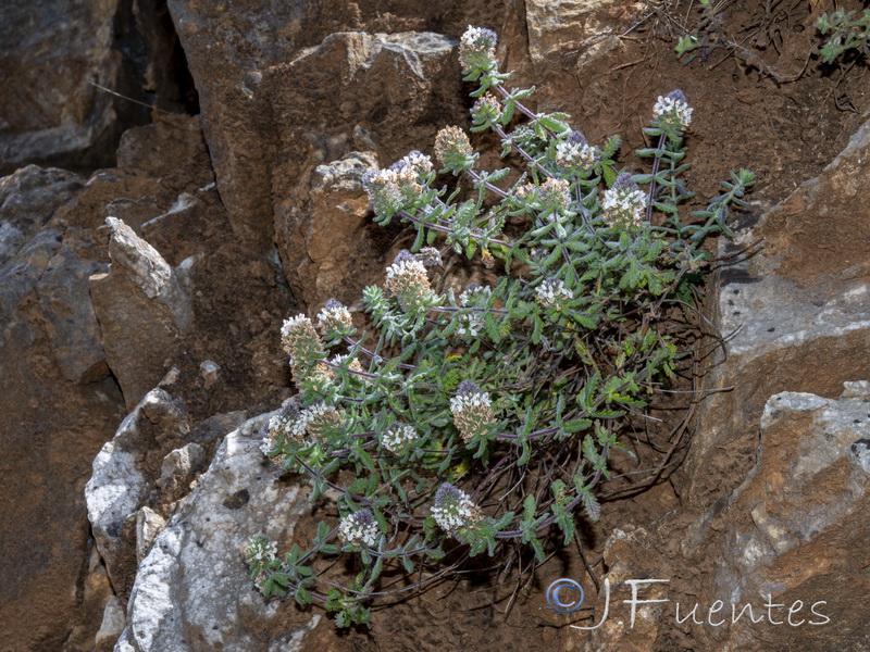 Teucrium teresianum.01