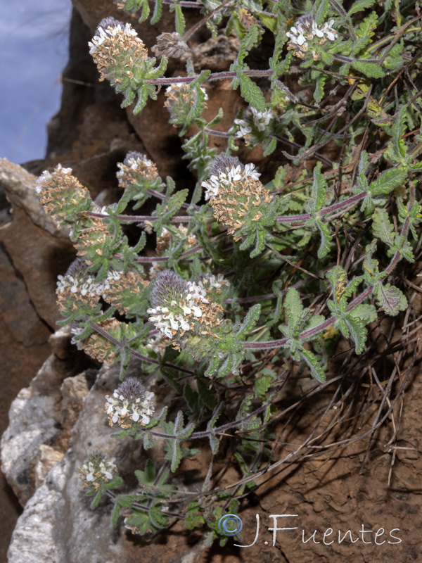 Teucrium teresianum.05