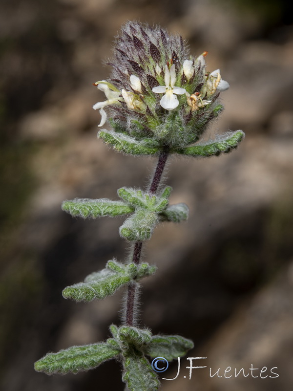 Teucrium teresianum.19