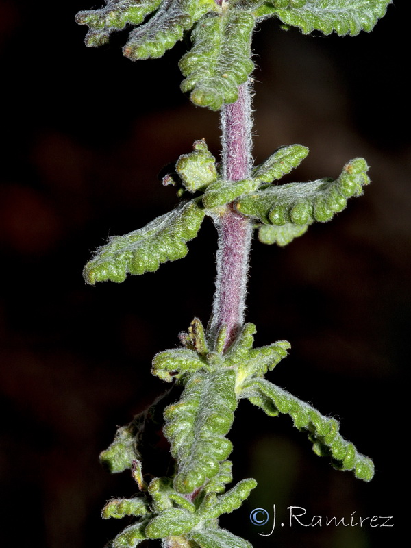 Teucrium teresianum.21