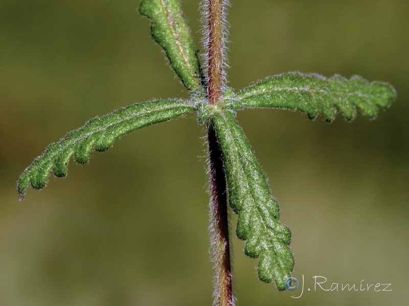 Teucrium teresianum.22