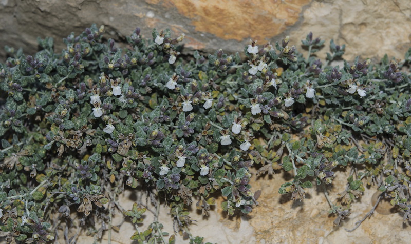 Teucrium thymifolium thymifolium.01