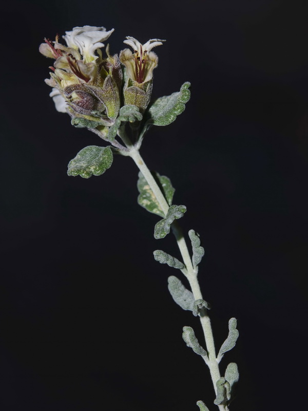 Teucrium thymifolium thymifolium.02