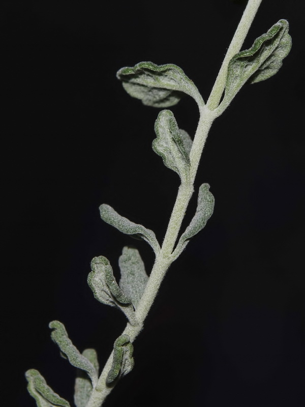 Teucrium thymifolium thymifolium.03