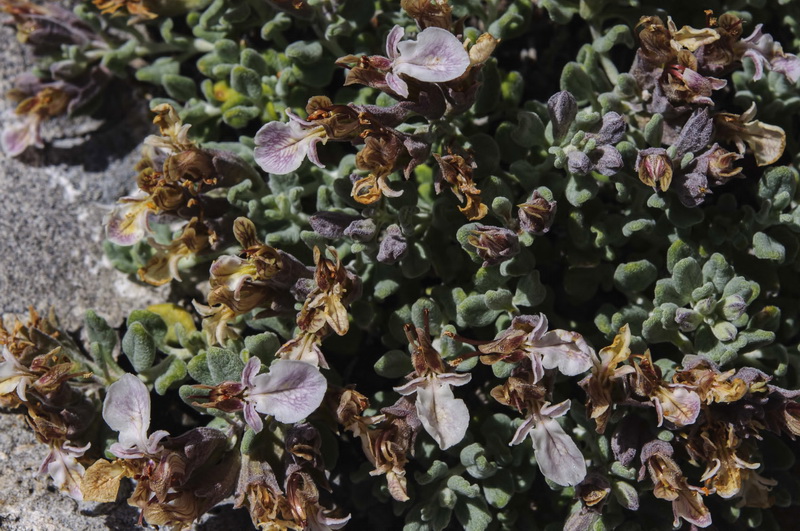 Teucrium thymifolium thymifolium.05