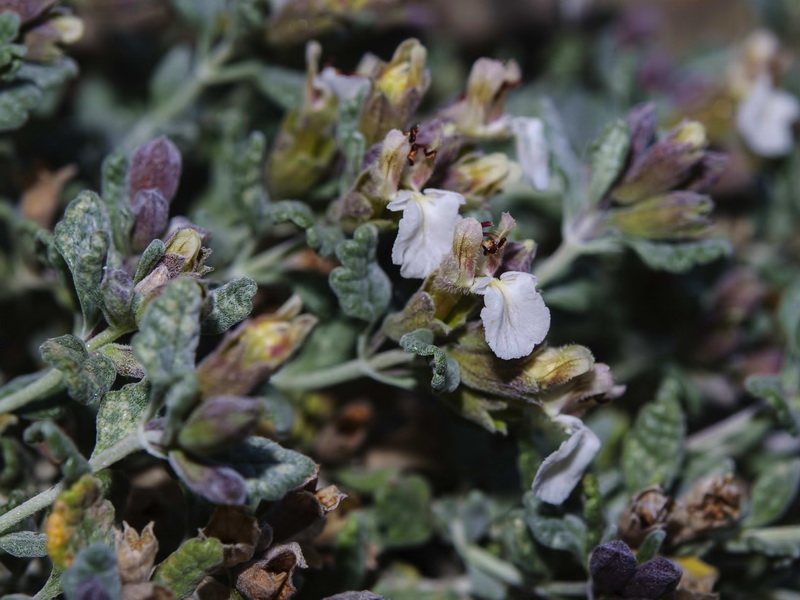 Teucrium thymifolium thymifolium.06