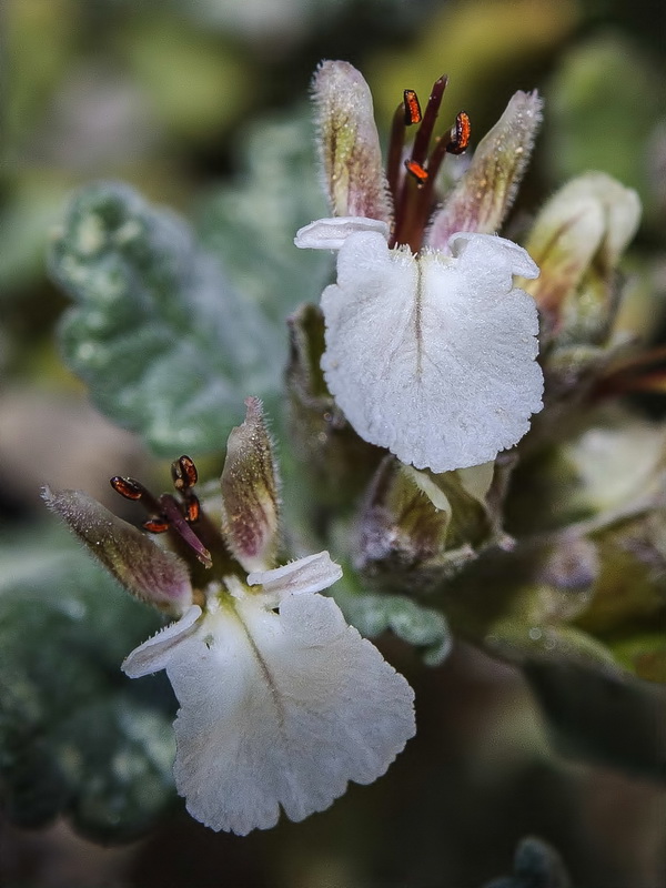 Teucrium thymifolium thymifolium.07