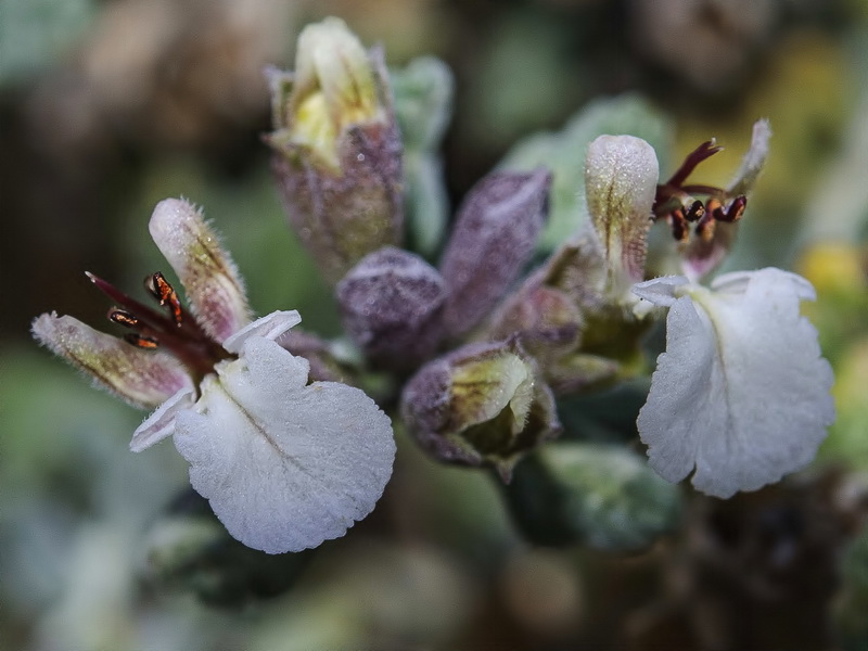 Teucrium thymifolium thymifolium.08