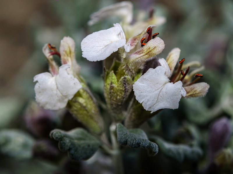 Teucrium thymifolium thymifolium.09