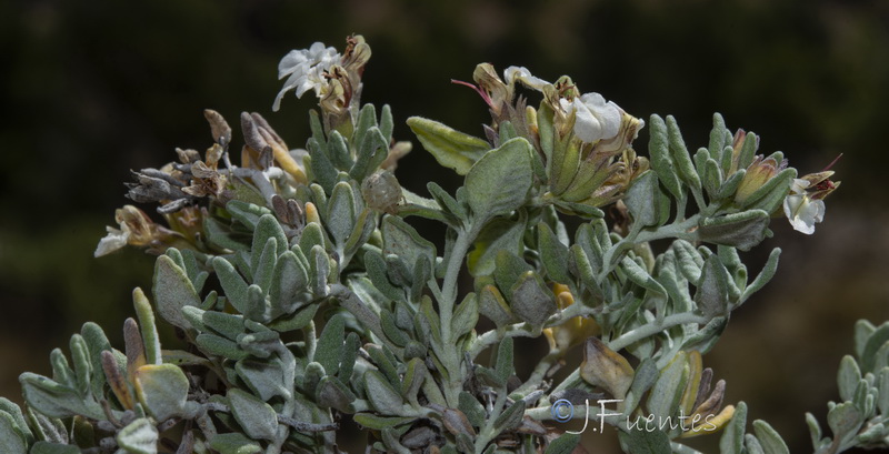 Teucrium thymifolium thymifolium.14