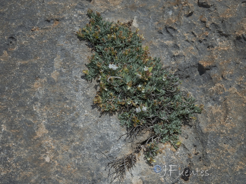 Teucrium thymifolium thymifolium.15