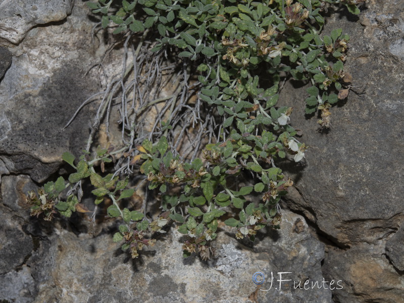 Teucrium thymifolium thymifolium.17