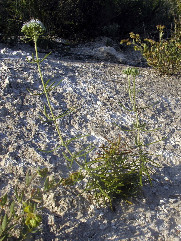 Teucrium turredanum.01