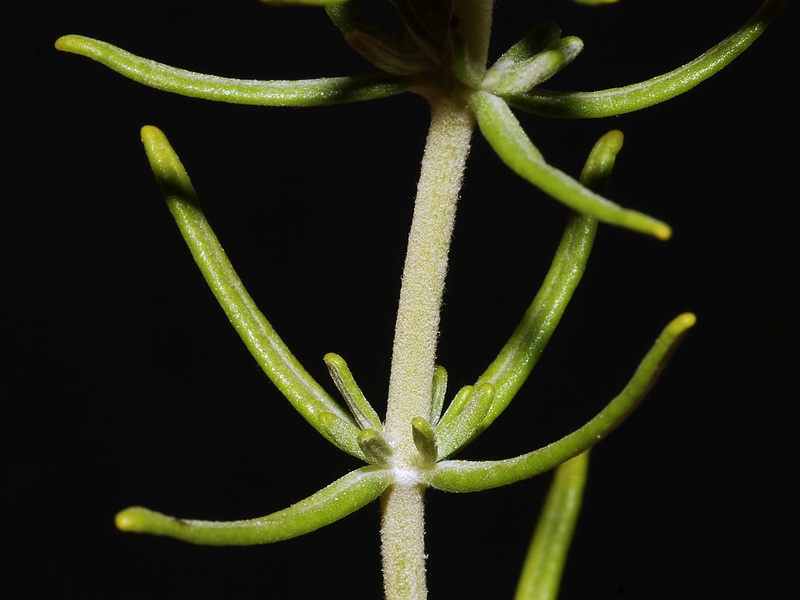 Teucrium turredanum.02