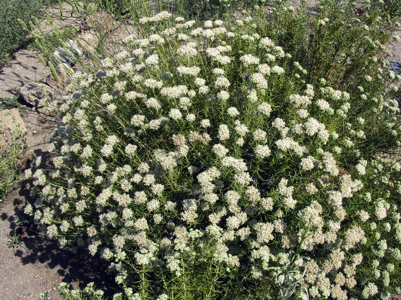 Teucrium turredanum.04