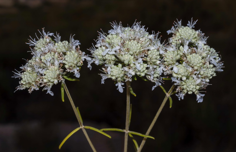 Teucrium turredanum.05