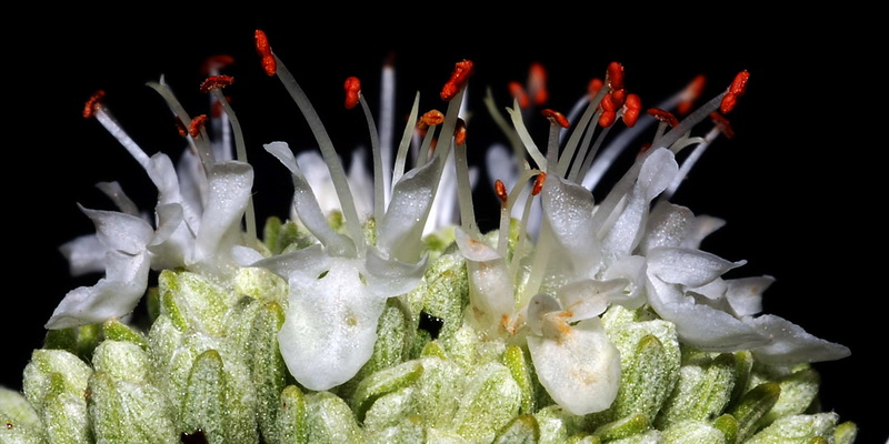 Teucrium turredanum.09