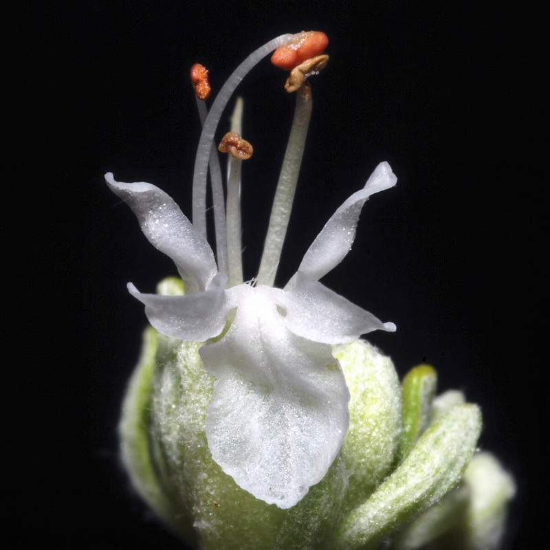 Teucrium turredanum.10