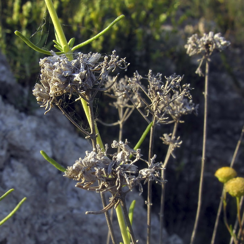 Teucrium turredanum.11