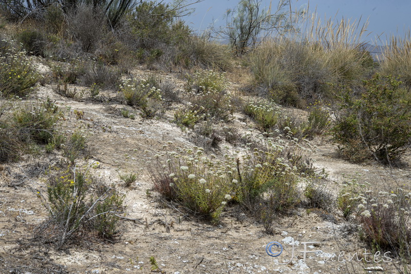 Teucrium turredanum.12