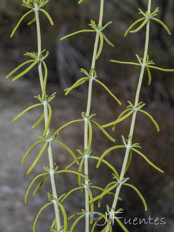 Teucrium turredanum.18