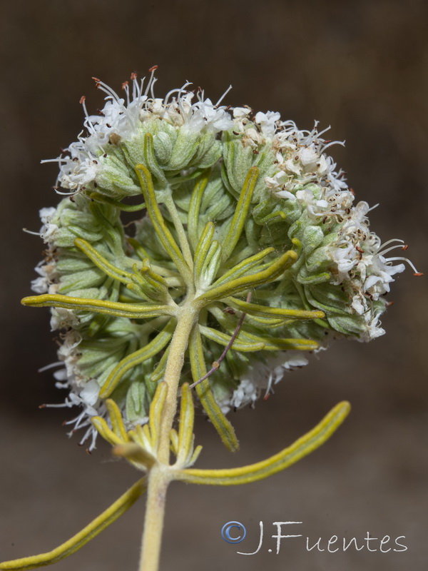 Teucrium turredanum.21