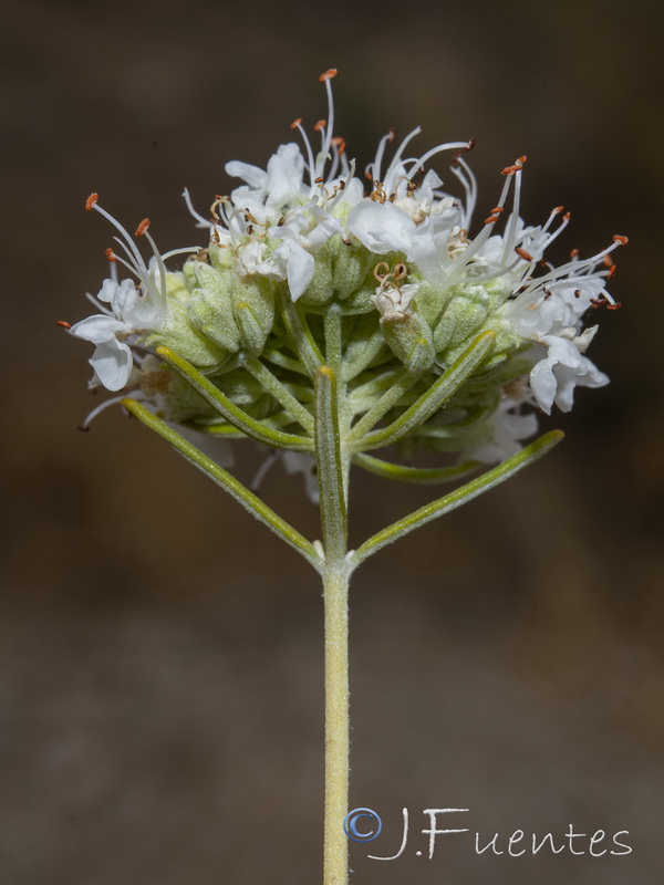 Teucrium turredanum.22