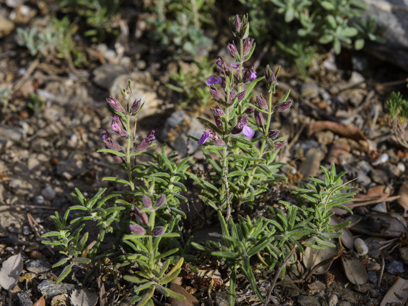Teucrium webbianum.01