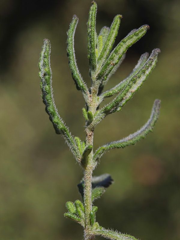 Teucrium webbianum.05