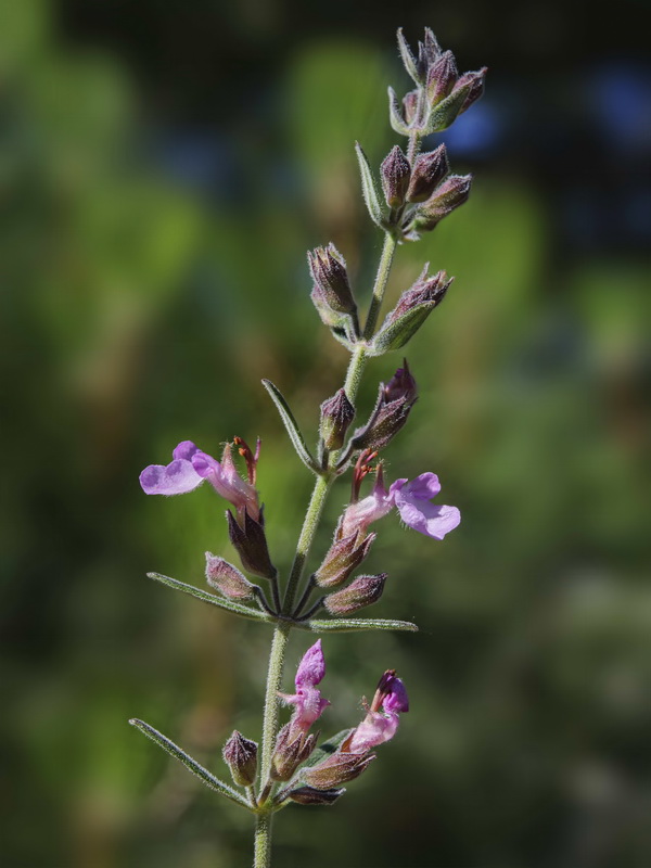 Teucrium webbianum.13