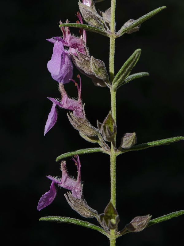 Teucrium webbianum.16