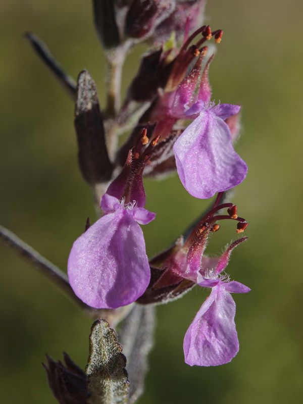 Teucrium webbianum.17