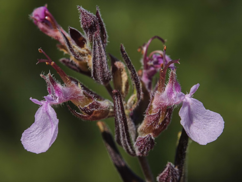 Teucrium webbianum.18
