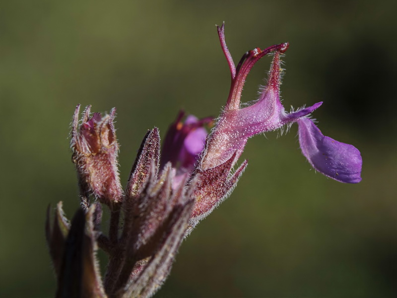 Teucrium webbianum.19